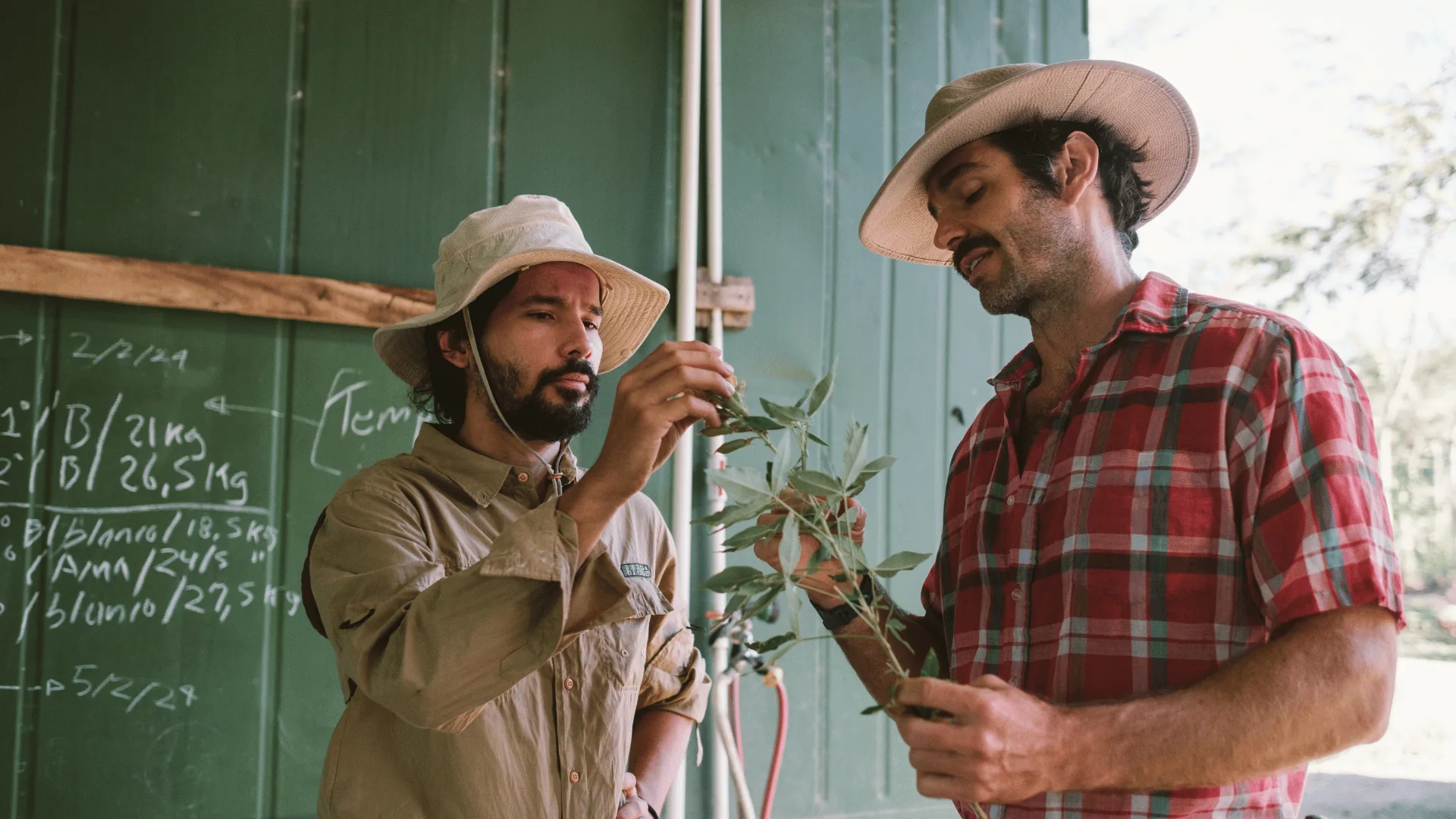 Two stewards examining a cutting at Finca La Esperanza