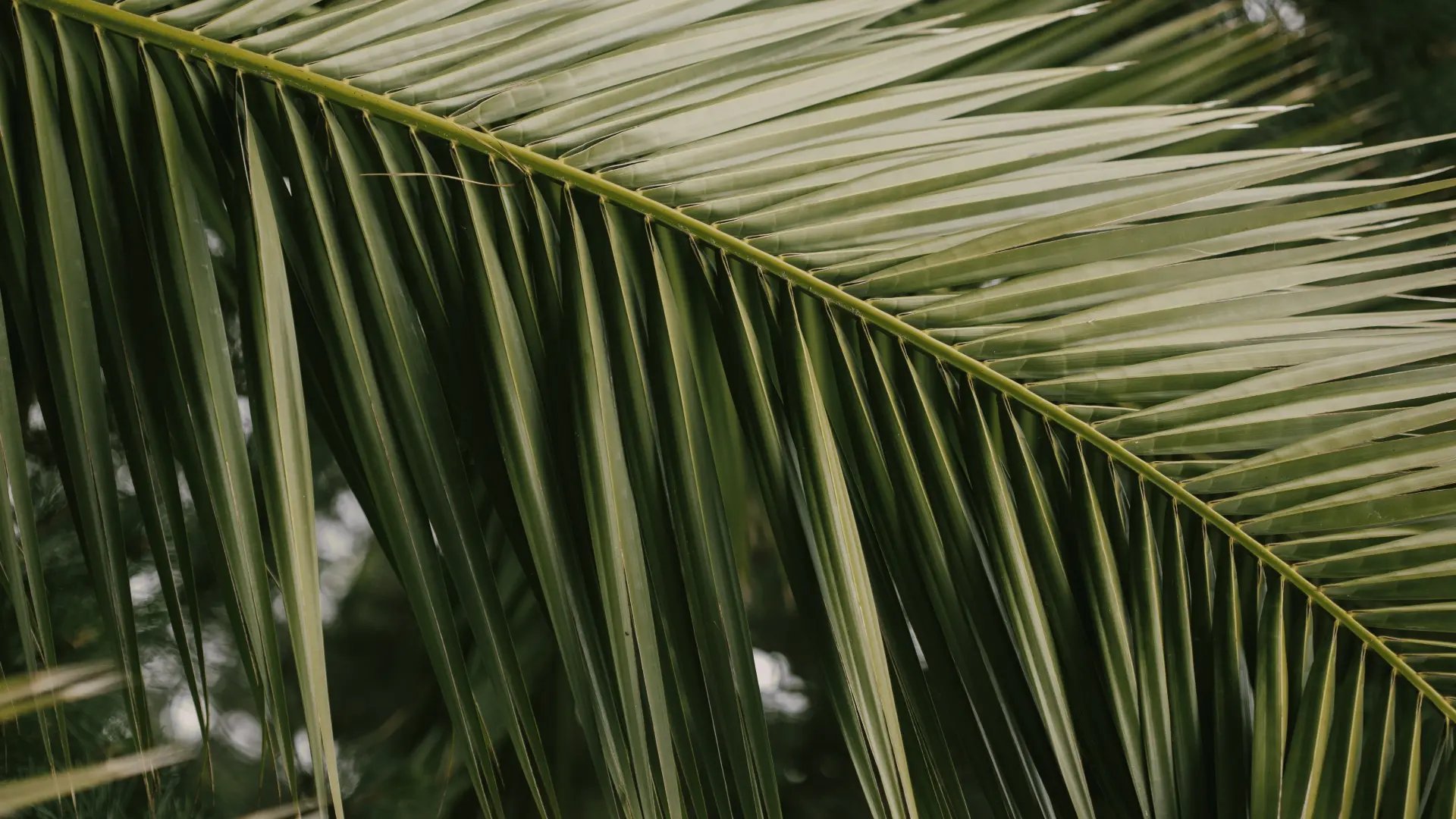 Close-up of sunlit palm fronds in Nosara, Costa Rica
